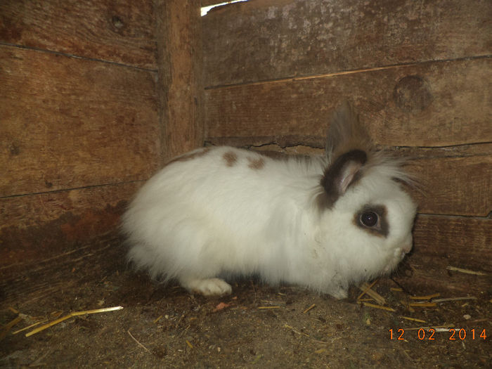 silviu83