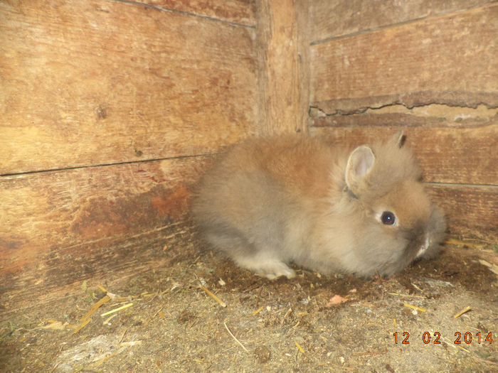 silviu83
