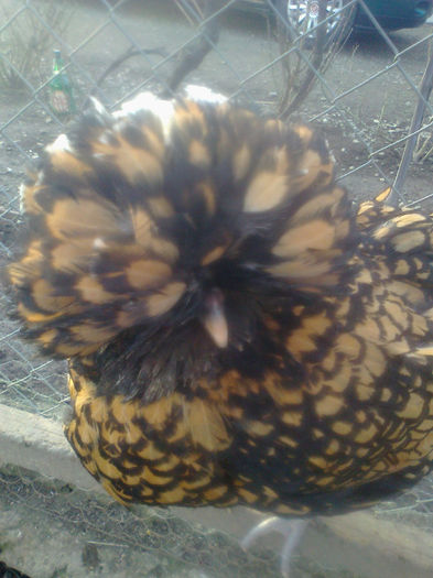 PADUANA - RASA MEA PADUANA