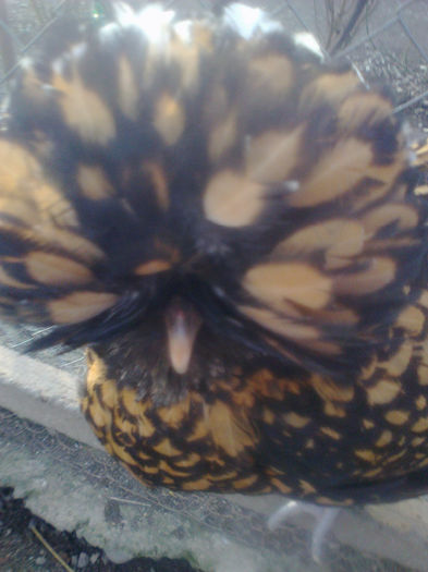 PADUANA - RASA MEA PADUANA