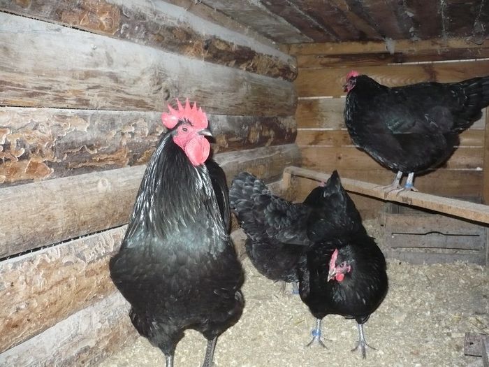 030 - GAINI AUSTRALORP