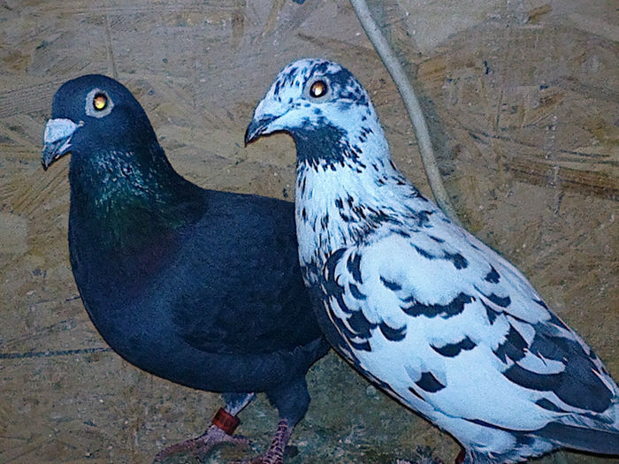 pereche belgia