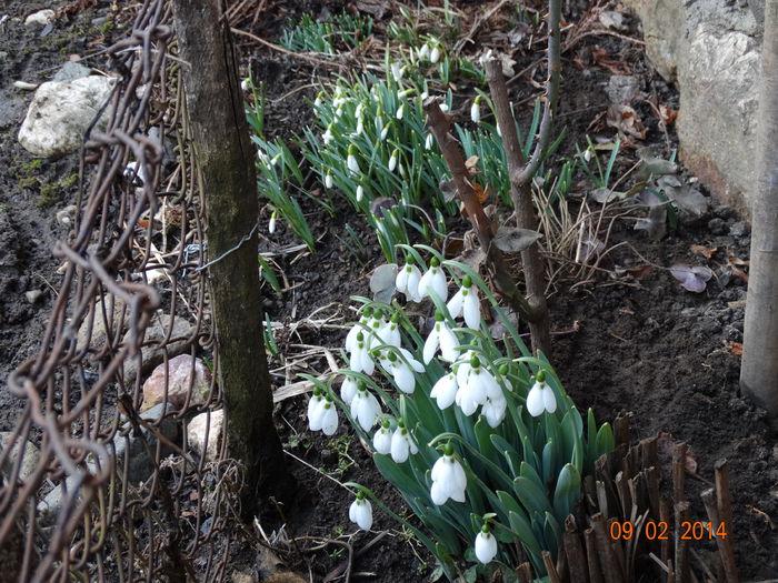 DSC00956 - Plante in gradina 2014