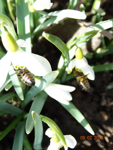 DSC00996 - Plante in gradina 2014