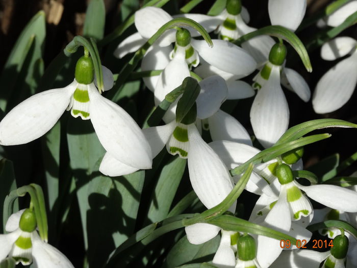 DSC01001 - Plante in gradina 2014