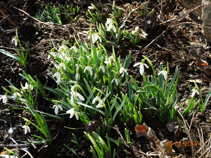 DSC01008 - Plante in gradina 2014