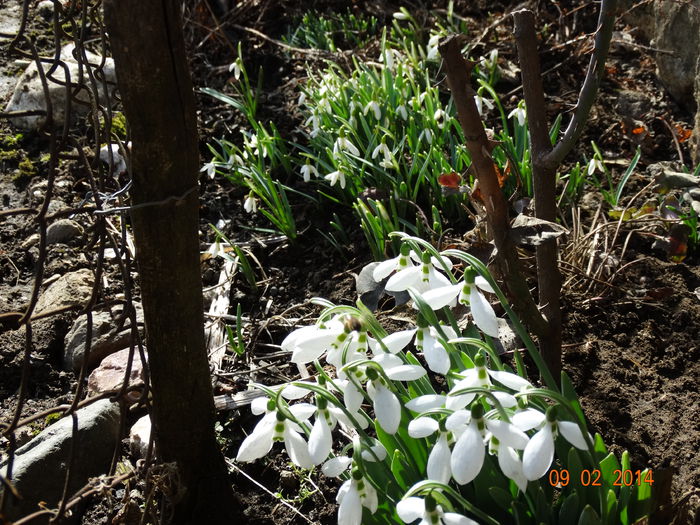 DSC01006 - Plante in gradina 2014