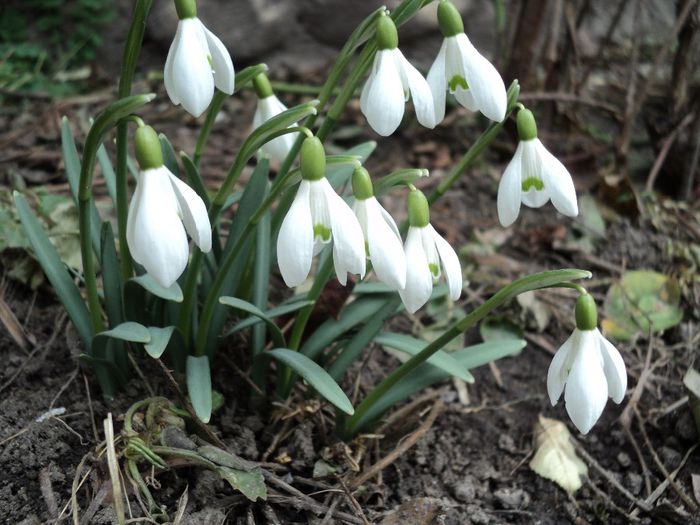 poze 2014 034 - primavara 2014