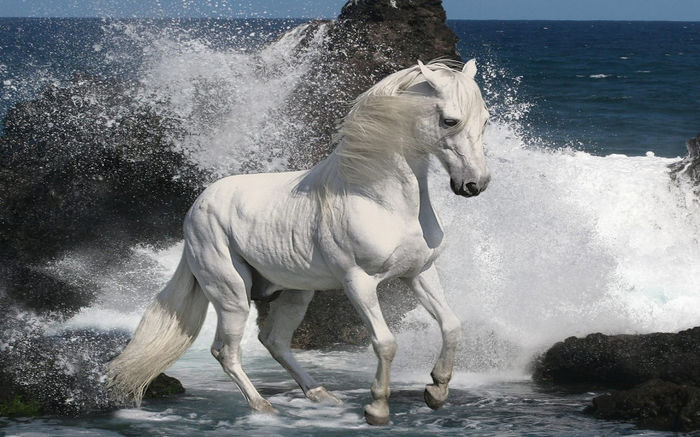 animales-caballos-blanco-del-caballo-y-olas - Alta pasiune CAIII