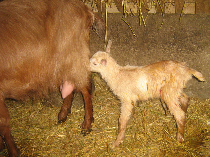 poze 002; de vanzare....metis f1 alpin se poate vedea tatal la sectiunea (capre alpina franceza )!
