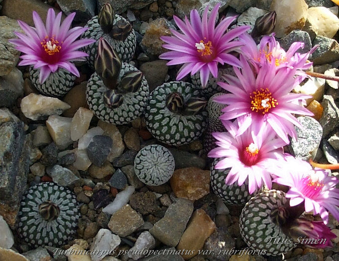 Turbinicarpus pseudopectinatus var. rubriflorus - Cactusi 2014