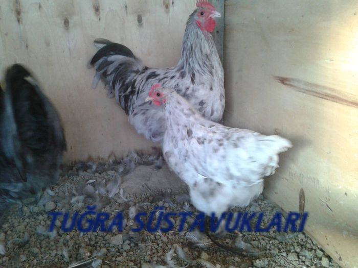 Australorp splahs 1 - micuta mea fermaTURCIA