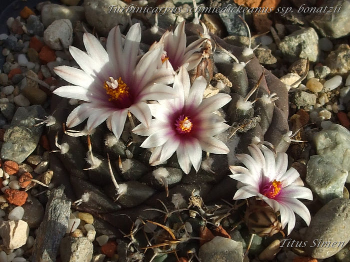 Turbinicarpus schmiedickeanus ssp. bonatzii - Cactusi 2014