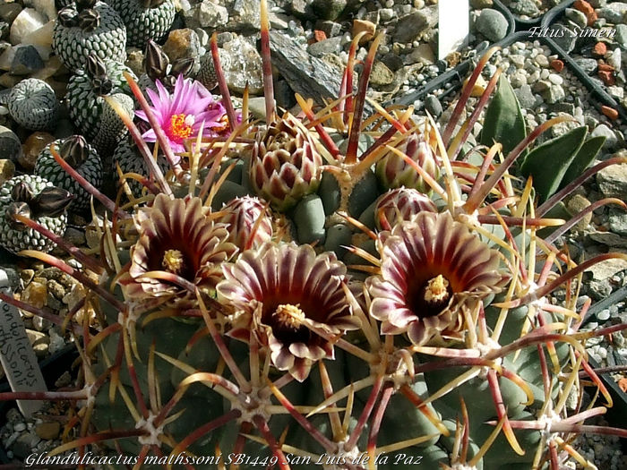 Glandulicactus mathssoni SB1449 San Luis de la Paz - Cactusi 2014