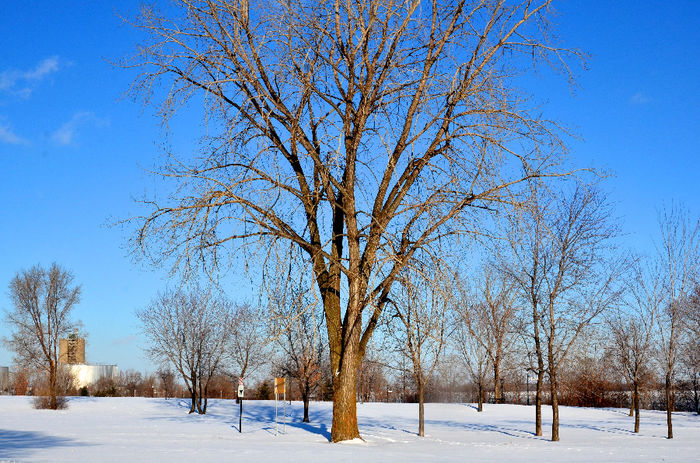 Iarna in parcul "Bellerive"din Montreal