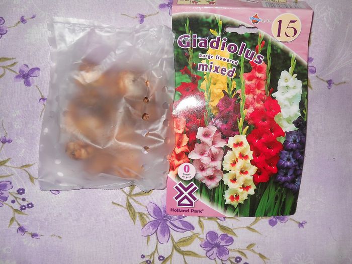 gladiole mix - flori din gradina 2014
