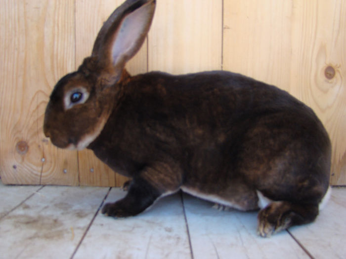 CAMPION NATIONAL; 96 p
