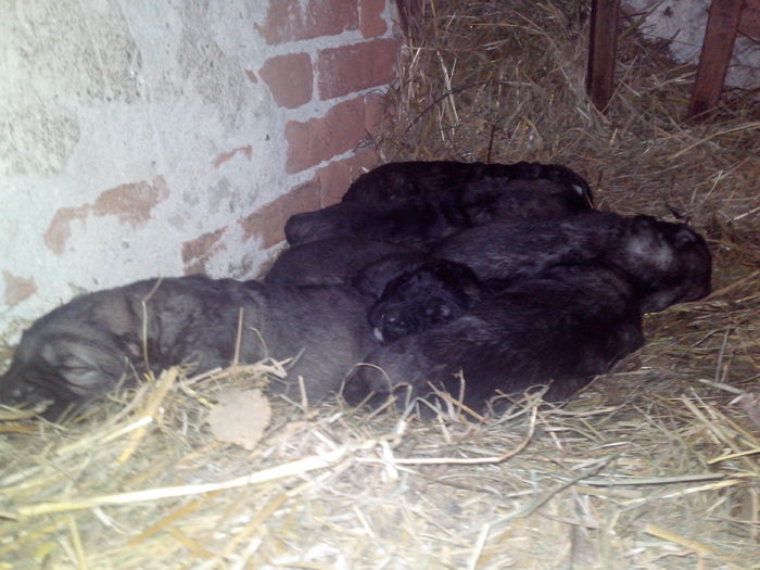 pui caucazieni 12 zile