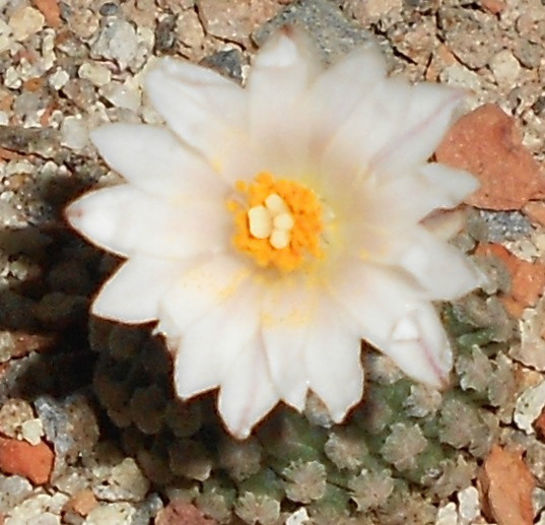 turbinicarpus valdezianus v albiflorus