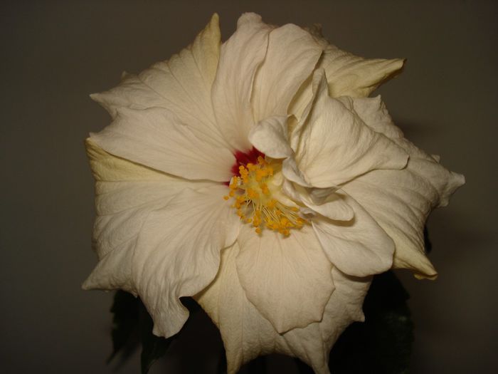 DSC06994 - HIBISCUS 2014