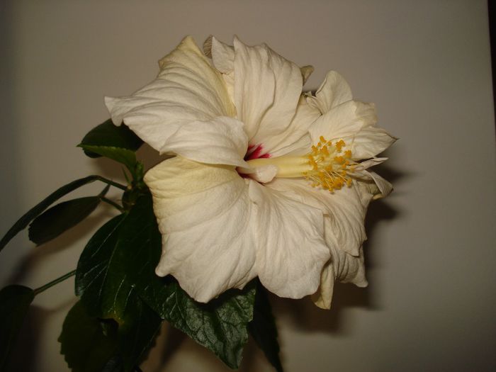 DSC07002 - HIBISCUS 2014