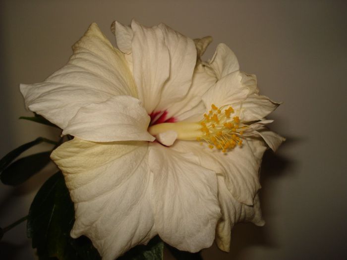 DSC07003 - HIBISCUS 2014