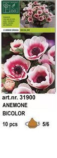 a1 - bulbi anemone