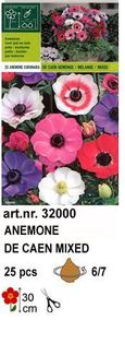a2 - bulbi anemone