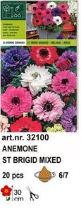 a3 - bulbi anemone