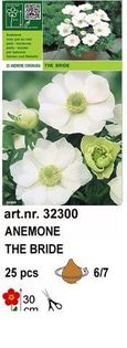 a4 - bulbi anemone