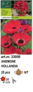 a5 - bulbi anemone