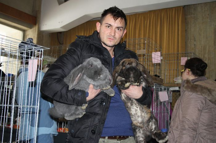 IMG_0413 - 0 EXPOZITIA DE IEPURI 7-9 FEBRUARIE 2014 CAMPINA