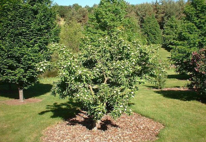 Medlar - Arbori exotici - 1