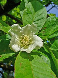 Medlar-floare - Arbori exotici - 1