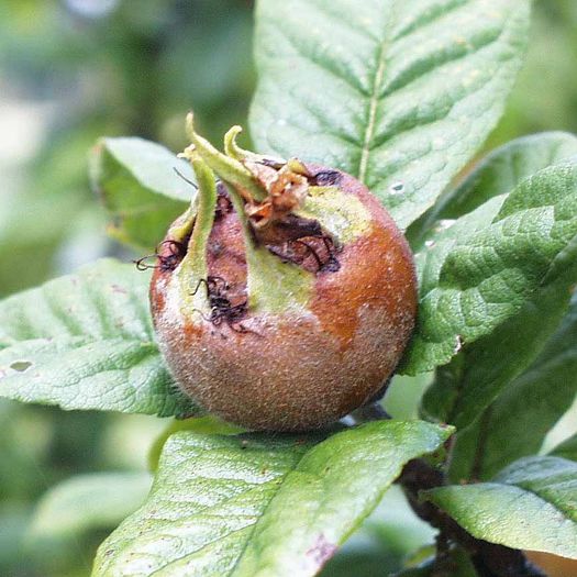 Medlar-fruct - Arbori exotici - 1
