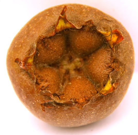 Medlar-seminte vizibile - Arbori exotici - 1