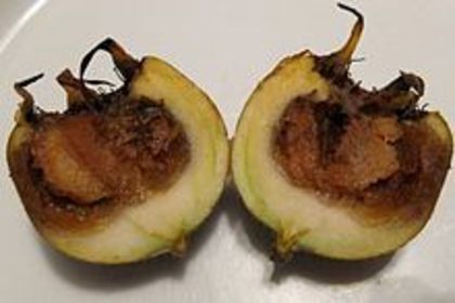 Medlar-fruct sectionat - Arbori exotici - 1
