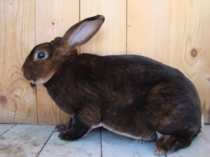 CAMPION NATIONAL; 96 p
