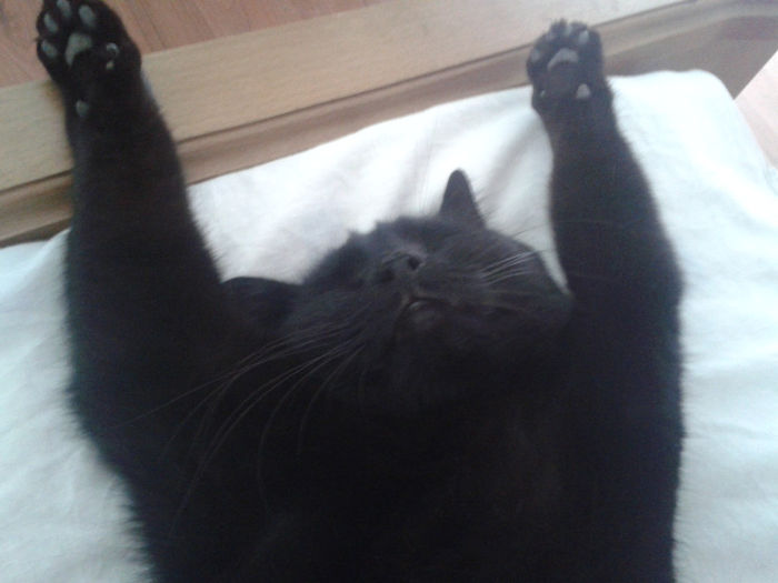 20131020_163110 - flori si copii cu 4 labute in 2014