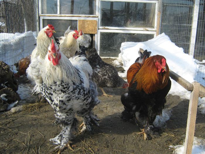 gaini 09.02.2013 053