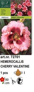 h2 - Hemerocallis