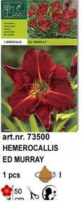 h1 - Hemerocallis
