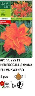 h3 - Hemerocallis