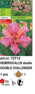 h4 - Hemerocallis