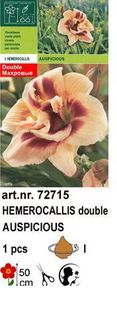 h6 - Hemerocallis