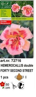 h7 - Hemerocallis