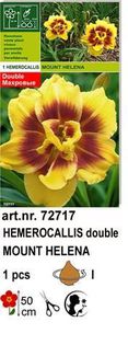 h8 - Hemerocallis