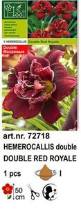 h9 - Hemerocallis