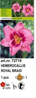 h10 - Hemerocallis