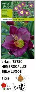 h11 - Hemerocallis